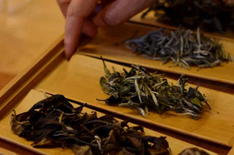 什么是普洱绿茶？