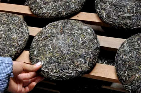 普洱绿茶是生普还是熟普洱绿茶？