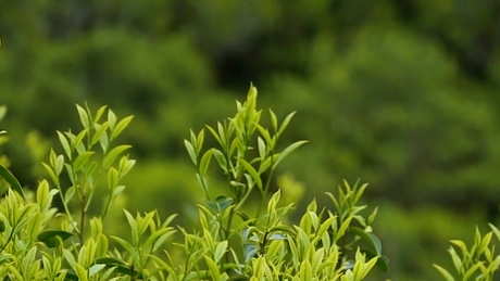 单杉属于什么类型的茶？