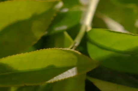 单杉属于什么类型的茶？