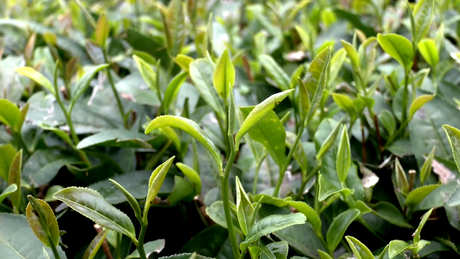 春茶和秋茶的区别