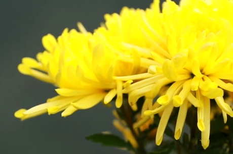 什么季节什么时候喝菊花茶适合什么时候喝菊花茶