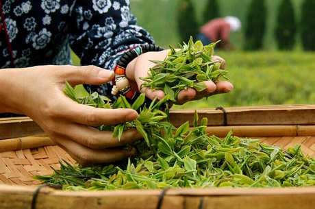 武夷岩茶春茶和秋茶的区别
