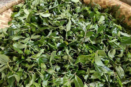 如何鉴别春茶和秋茶？