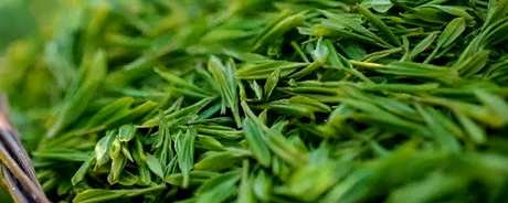 春茶夏茶和秋茶的区别