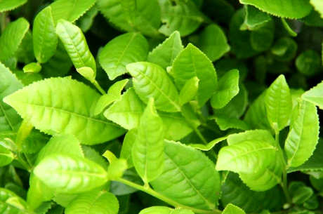 春茶夏茶和秋茶的区别