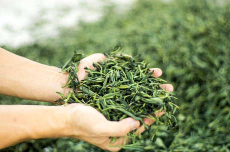 春茶夏茶和秋茶的区别
