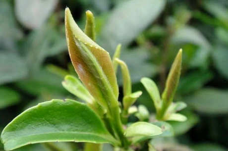 茶一年可以采摘多少次？