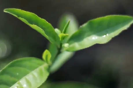 新茶和旧茶有什么区别？