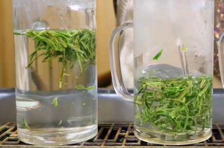 黄山毛峰属于什么茶？