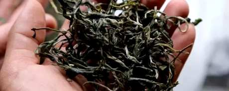 老班章和易武茶的区别