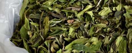 云南老白茶属于什么茶？