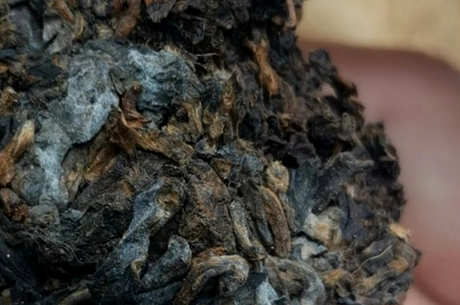 普洱茶饼受潮发霉还能喝吗？