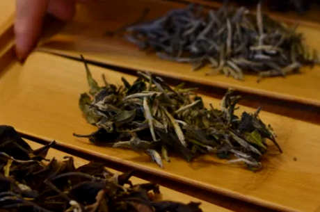 普洱茶是冷还是温