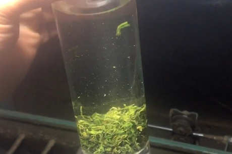 四种杀茶方法