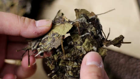 鹤冲天茶属于什么茶？