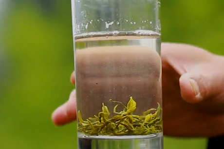 鹤冲天茶属于什么茶？