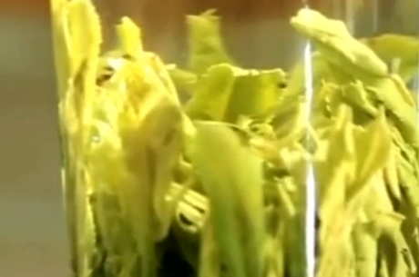 绿茶禁忌人群