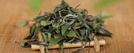 什么茶属于辉白茶？