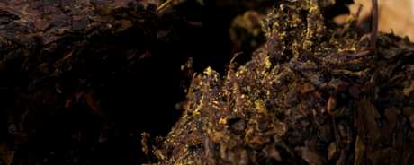红茶包括哪种茶