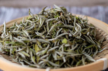 安吉白茶属于什么茶？