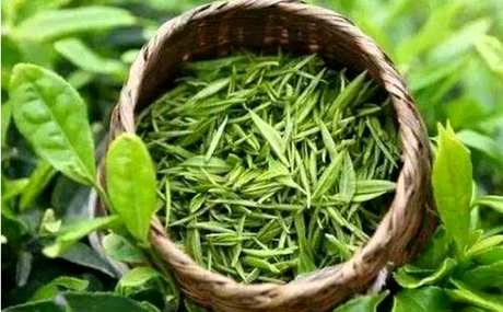 红茶和绿茶有什么区别？
