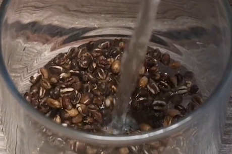 大麦茶的功效和禁忌