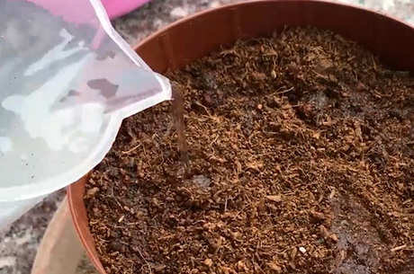如何种植茶籽？