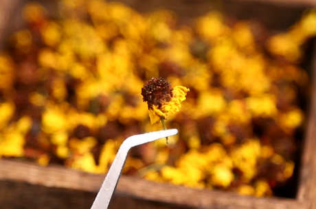 喝雪菊花茶对身体有什么好处？