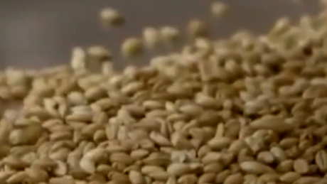 大麦茶是凉茶还是热茶？