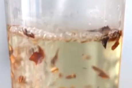 大麦茶是凉茶还是热茶？