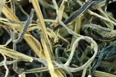 绞股蓝泡水的功效