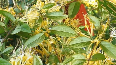 金银花加菊花泡水喝的效果