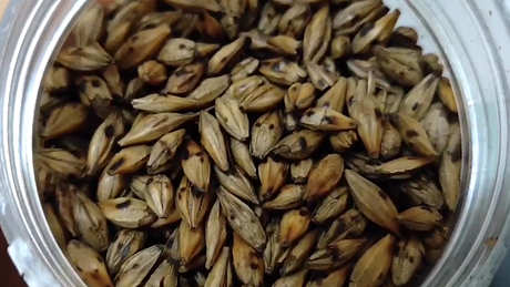 为什么大麦茶会致癌？