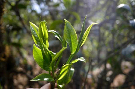 邦东茶不同于昔归茶