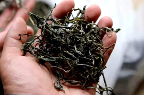 邦东茶不同于昔归茶