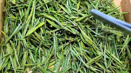 谁先发现茶
