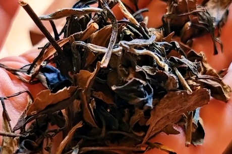 谁先发现茶