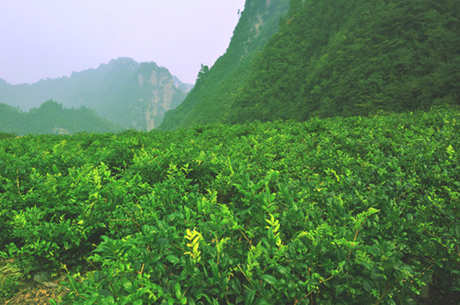 浆果茶的产地在哪里？