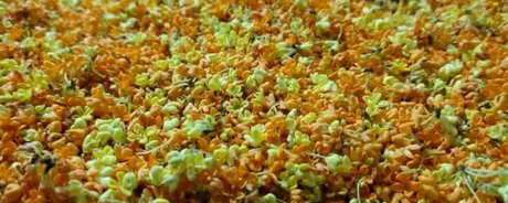 桂花茶的制作方法和步骤