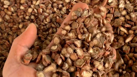 什么样的玫瑰配茶最好？