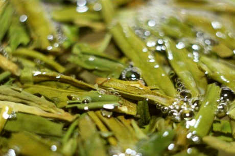普通绿茶有哪些品种？