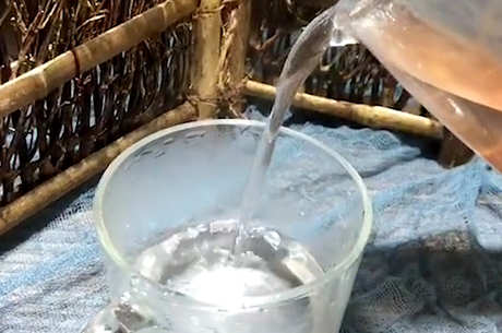 浸泡在水中的铁皮石斛