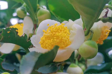 茶花能泡在水里喝吗？