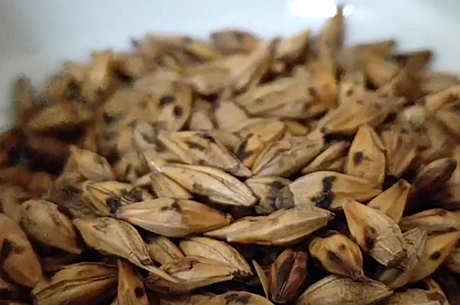 什么茶对胃有好处？
