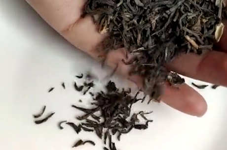 十大单杉茶品种