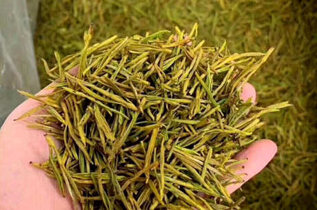 黄金芽茶的功效和作用