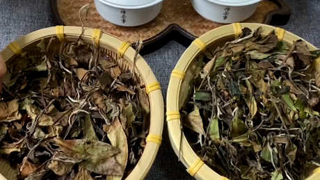 白茶和老白茶有什么区别？