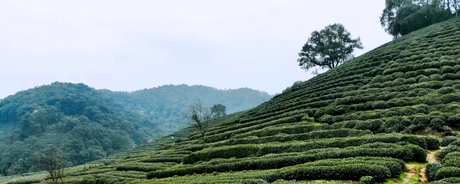 龙井茶的产地在哪里？