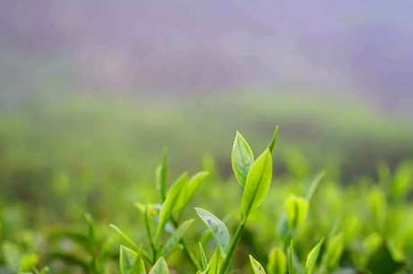 广东茶有哪些？